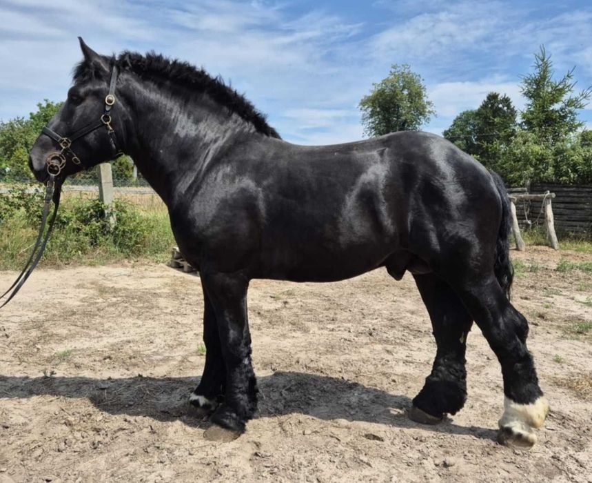 Sprzedam ogiery zimnokrwiste