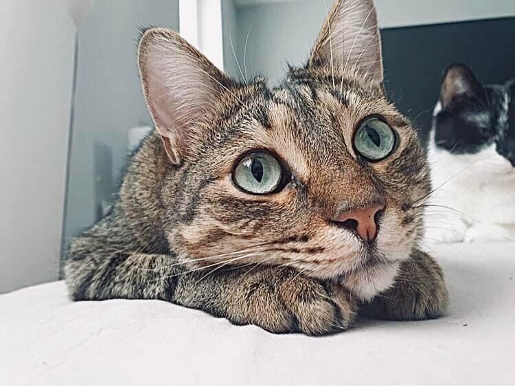Kotek tomon szuka romu do adopcji