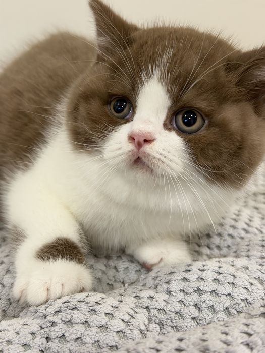 Macho British Shorthair com LOP