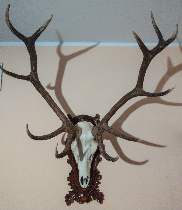 Poroże Jelenia z herbem