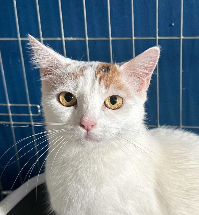 MACIEJKA - delikatność natury w kocim wydaniu.