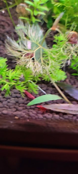 Sprzedam krewetki  czerwone super wybarwione