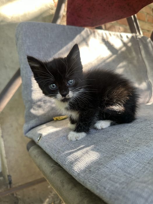Подарую котиків.