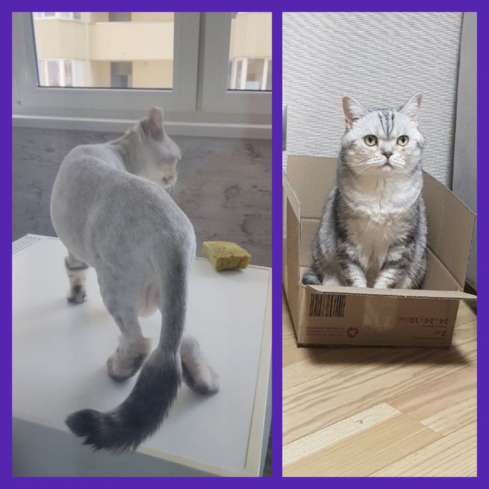 Ветеринарний лікар