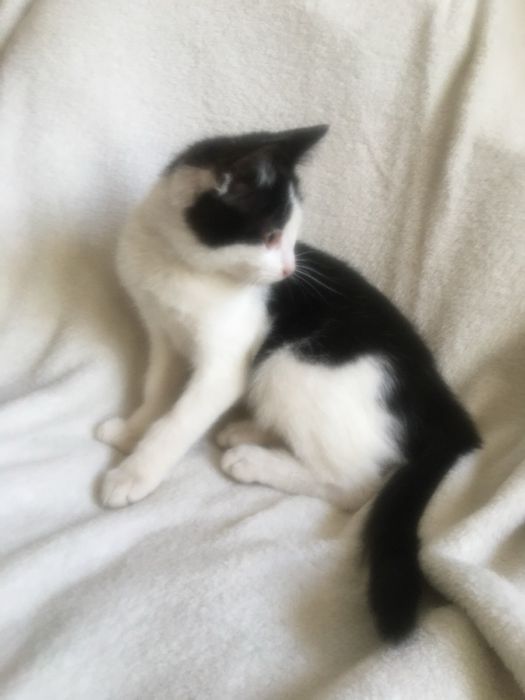 віддам безкоштовно кота