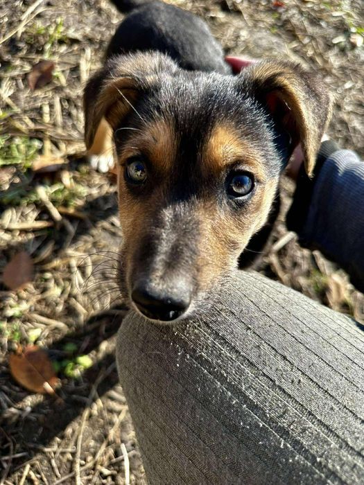 Цуценята в добрі руки метис вівчарки