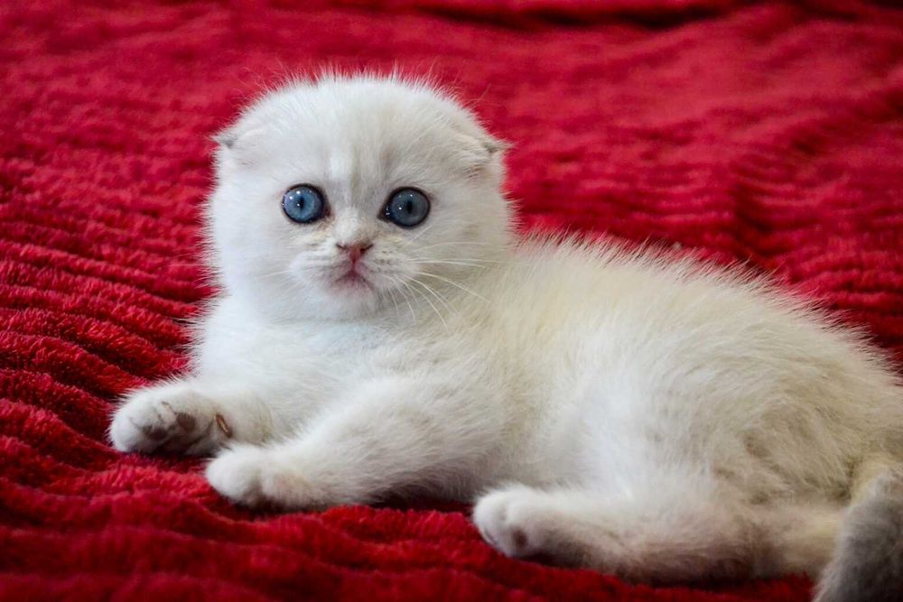 Reya золота поінт красуня