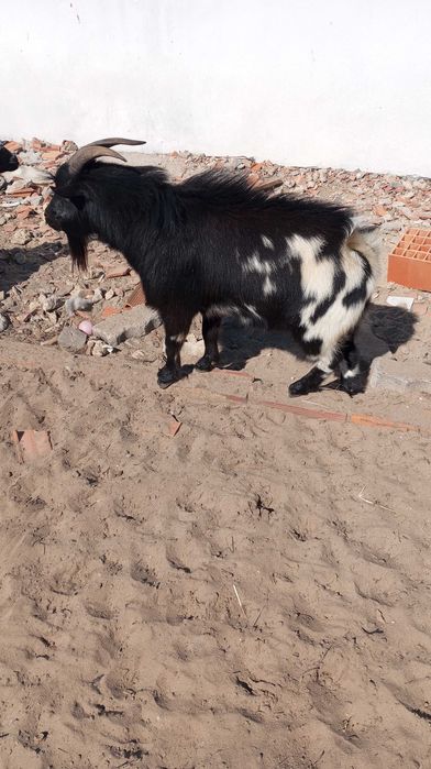 Chivo anão muito bonito