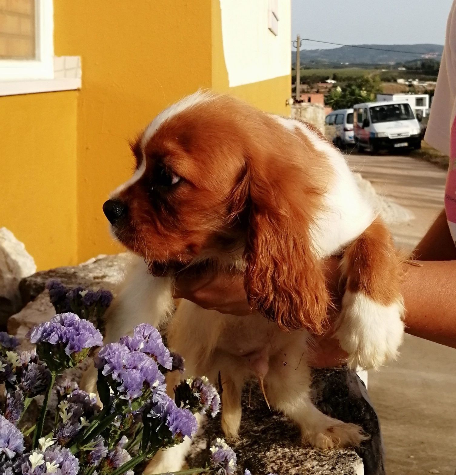 Cavalier King Charles spaniel