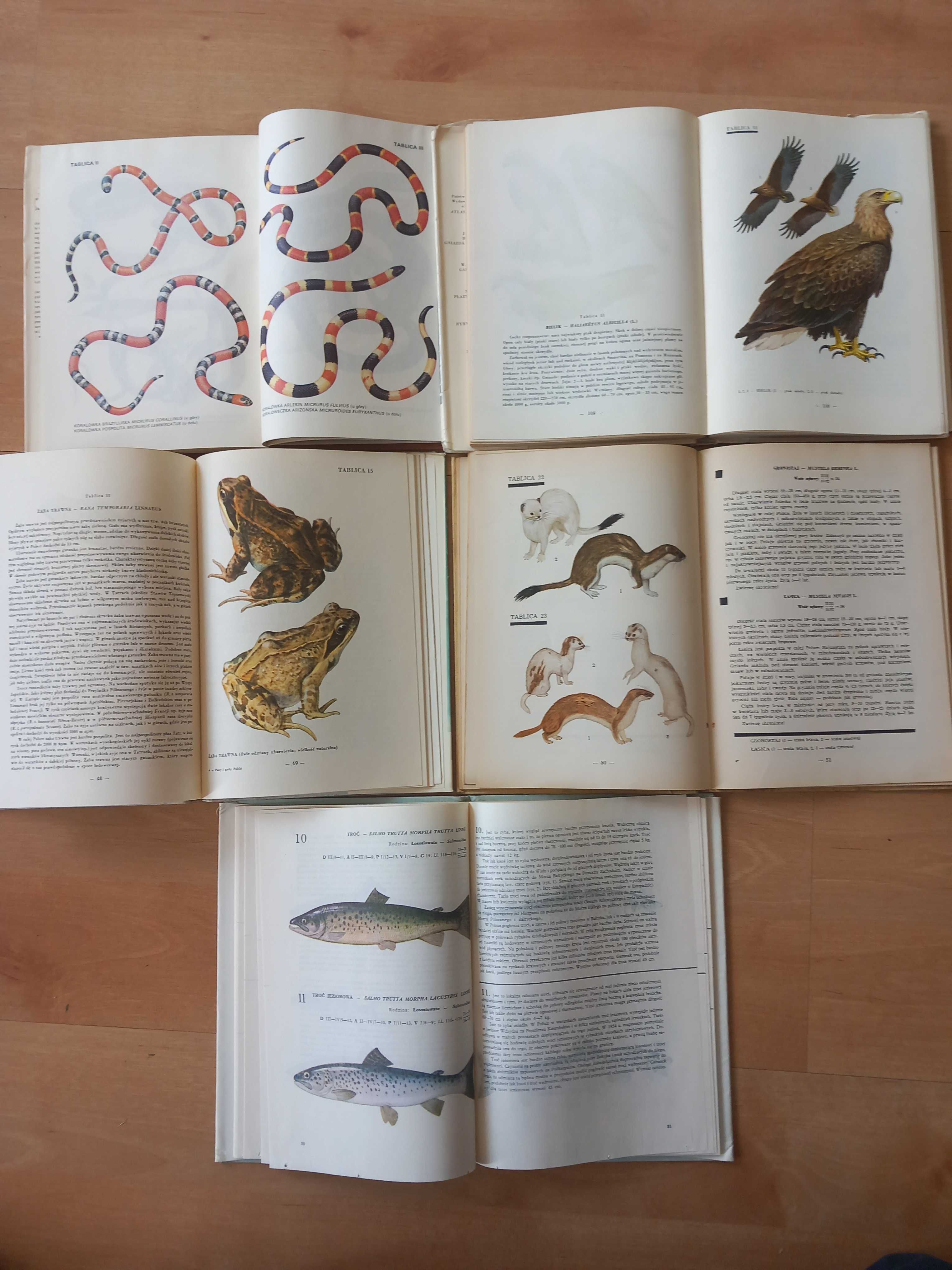 Atlas Ptaki Polski Ryby wód polskich Gady jadowite Ssaki Płazi i gady