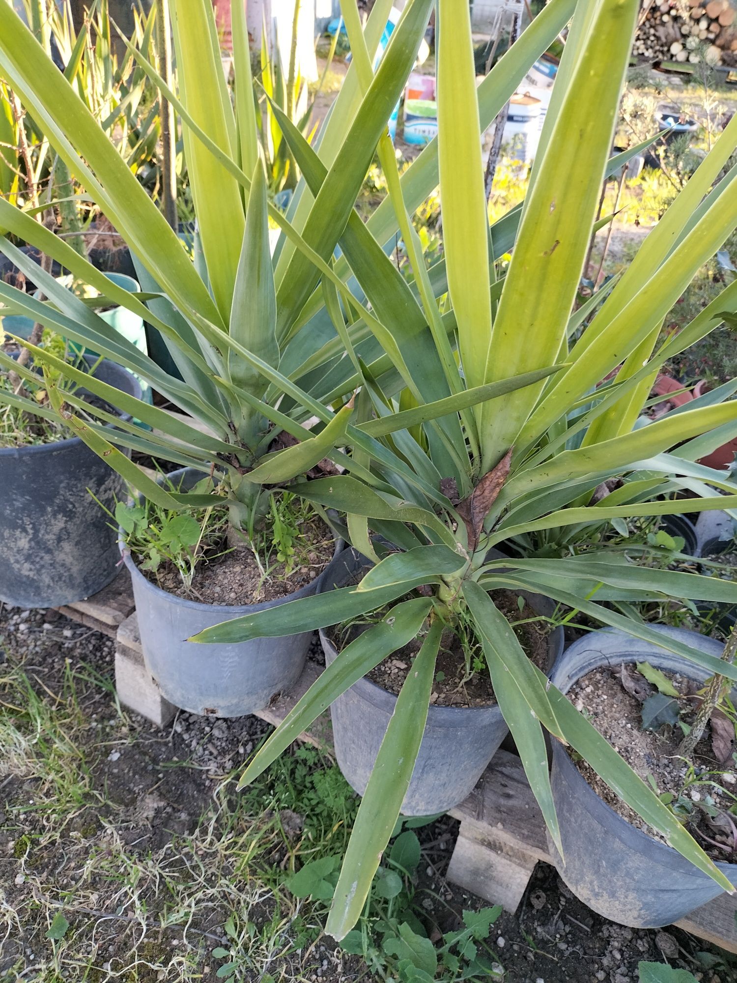 Yucas de vários tamanhos