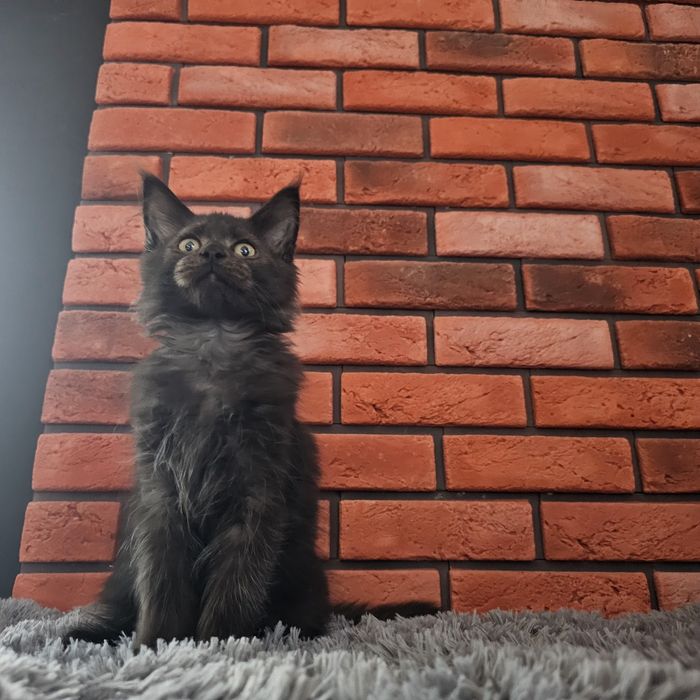 Kocurek Maine coon rodowód Fpl