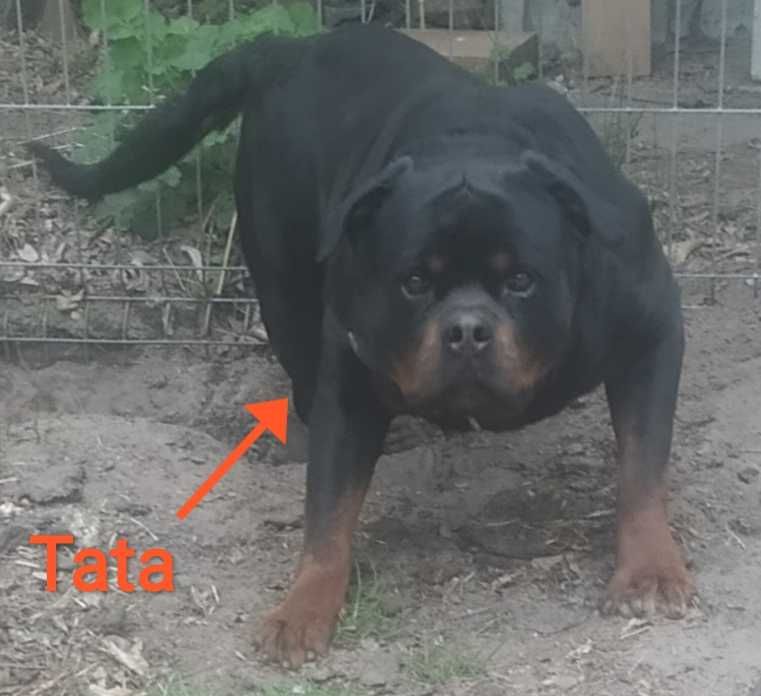 Szczenię rottweiler z rodowodem