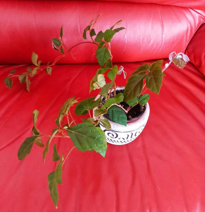 Кімнатна рослина циссус та сансевієрія