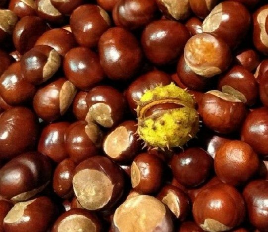 Kasztany, owoce kasztanowca 15kg