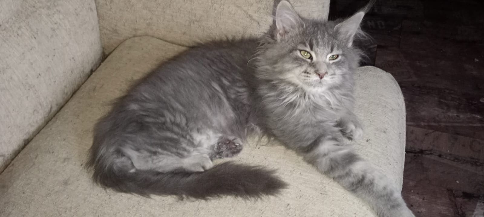 Ostatnia kotka niebieska Maine coon