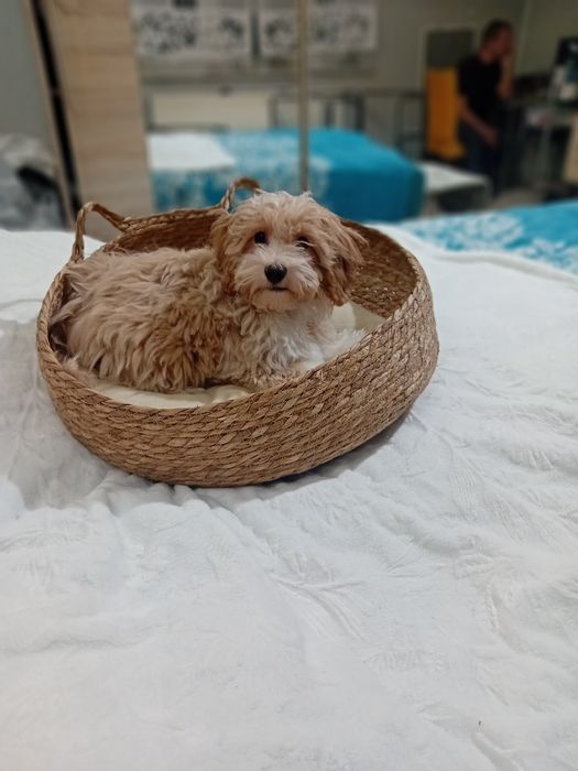 Maltipoo ,Maltańczyk  & Pudel toy ,piesek mini