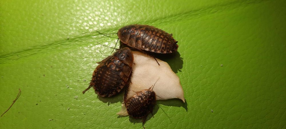 Пара кубинських тарганів / Кубинський таракан