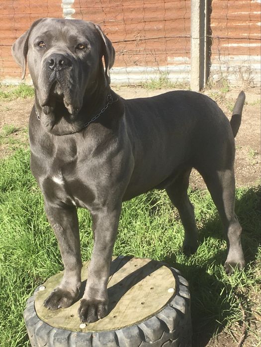 Cane corso italiano
