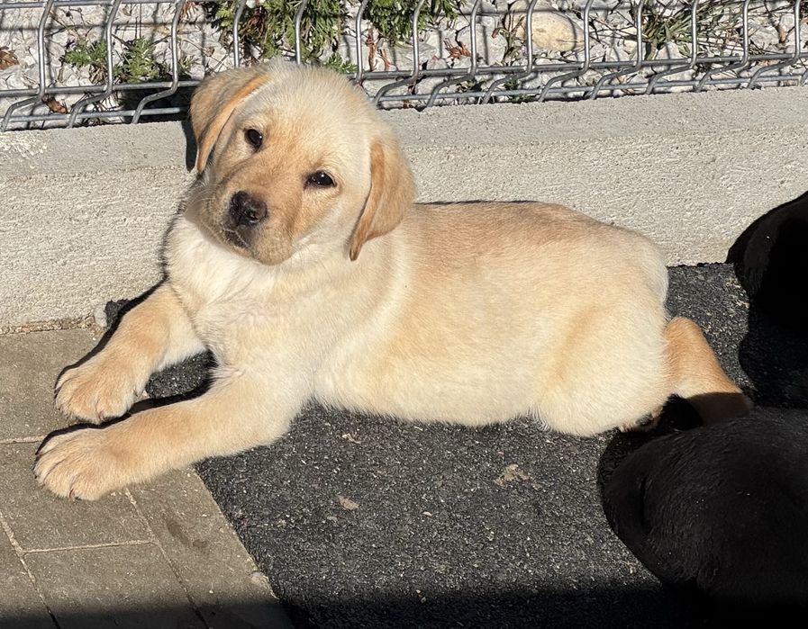 Labrador retriver piesek