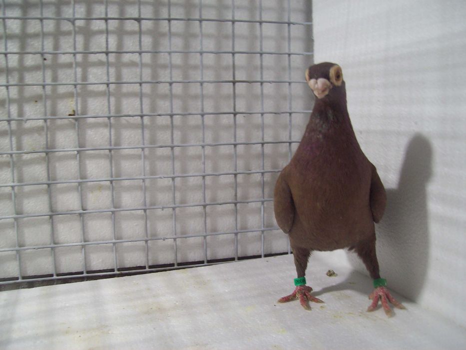 Brodawczak , brodawczaki