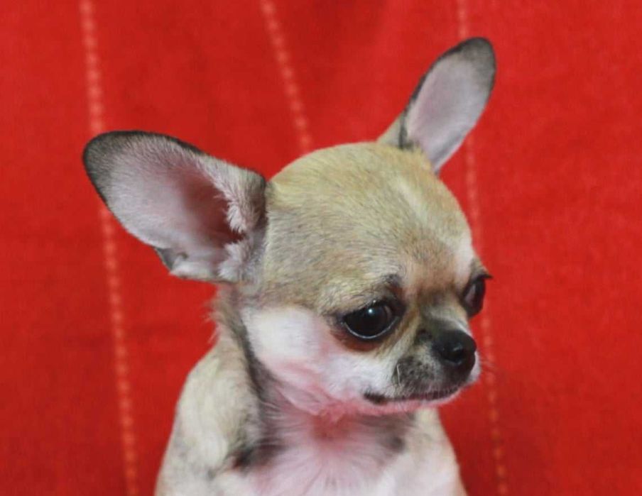 Девочка мини красотка