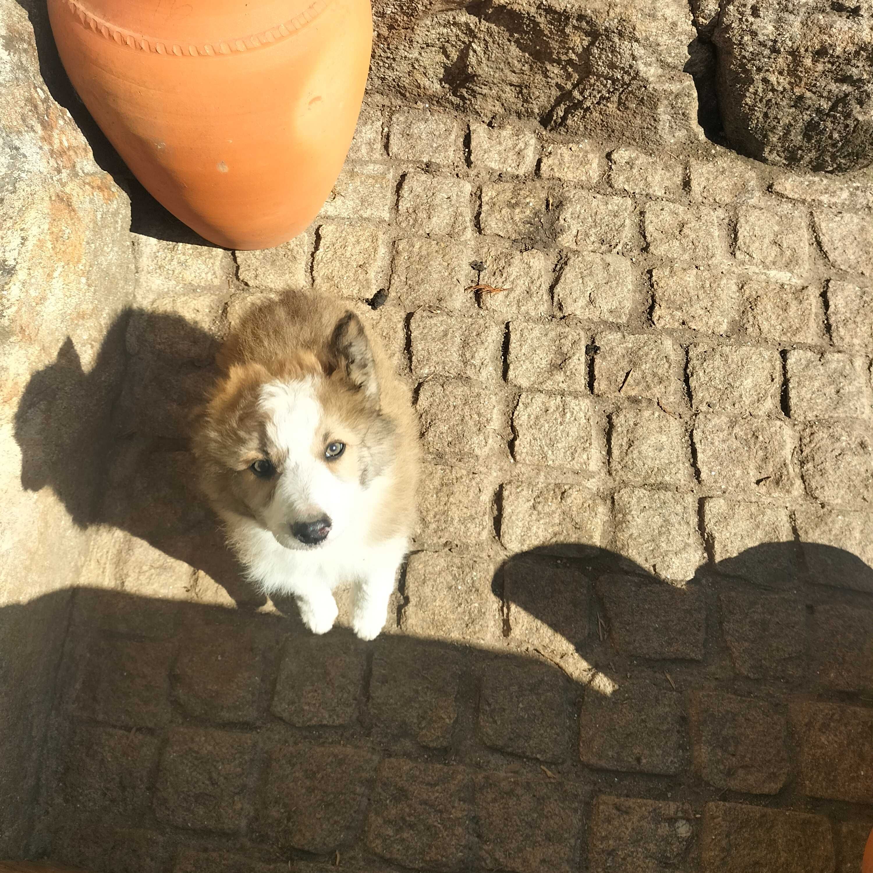 Border collie fêmea