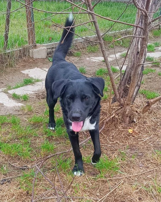 Podaruj i pokochaj Łapke