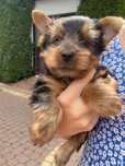 Yorkshire terrier piesek