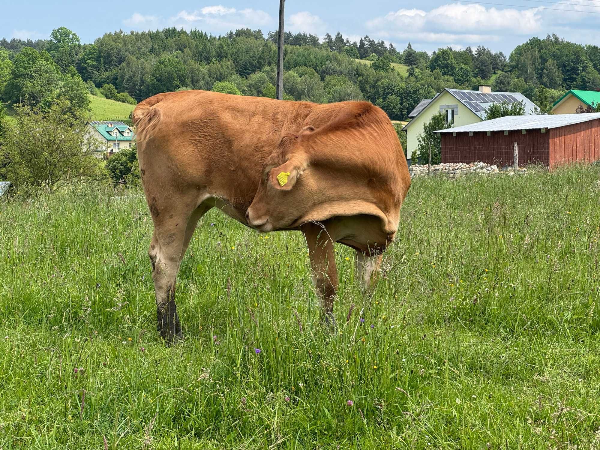 Byk Buchaj Limousin Jałówki Krowa Limousine