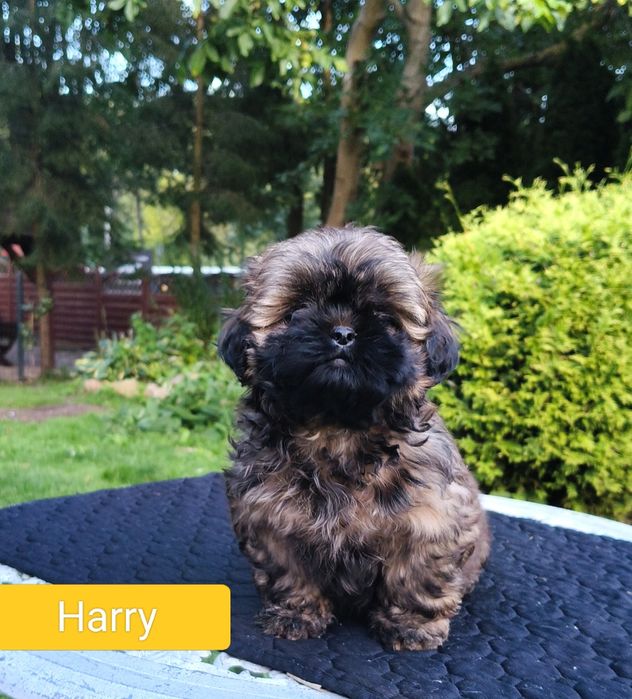 ShihTzu chłopczyk Harry