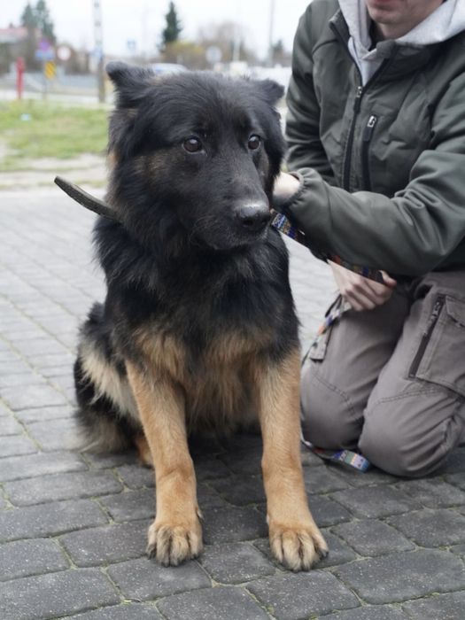 Klara w typie ON szuka domu!