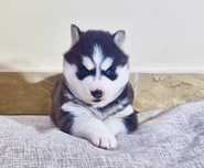 Niebieskooki szczeniak Siberian Husky międzynarodowy rodowod FCI ZKwP