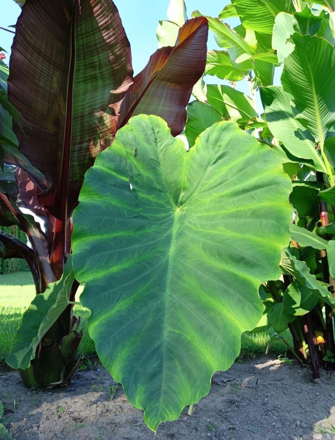 Kolokazja Olbrzymia Kolokazja Black Stem