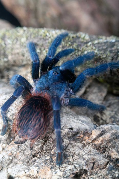 Ptasznik Lasiocyano sazimai (ex. Pterinopelma sazimai)