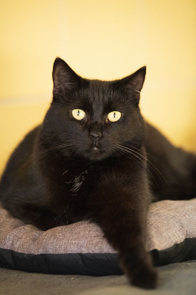 Czarny kocurek Charlie do adopcji!