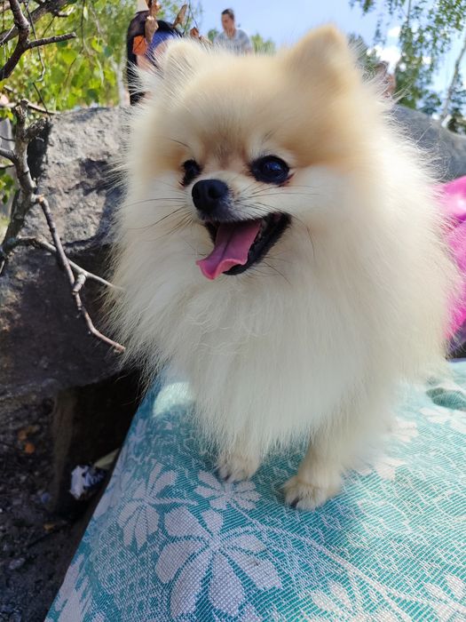 В'язка шпіц vip якість