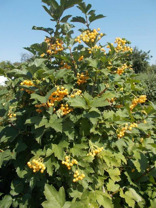 Саджанці  плодових кущів