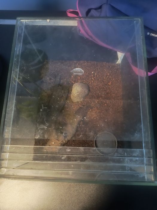 Terrarium terraria dla pająka