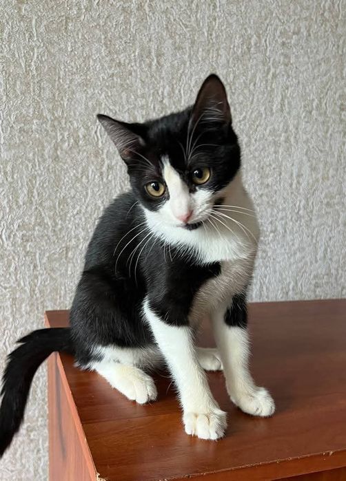 Віддам_ кішки _ кошеня_ яся