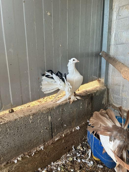 Pombos leque indiano