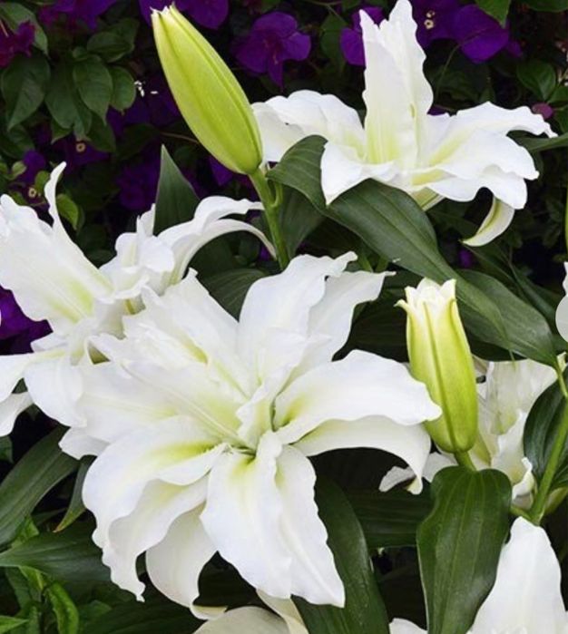 Лілія  цибулини