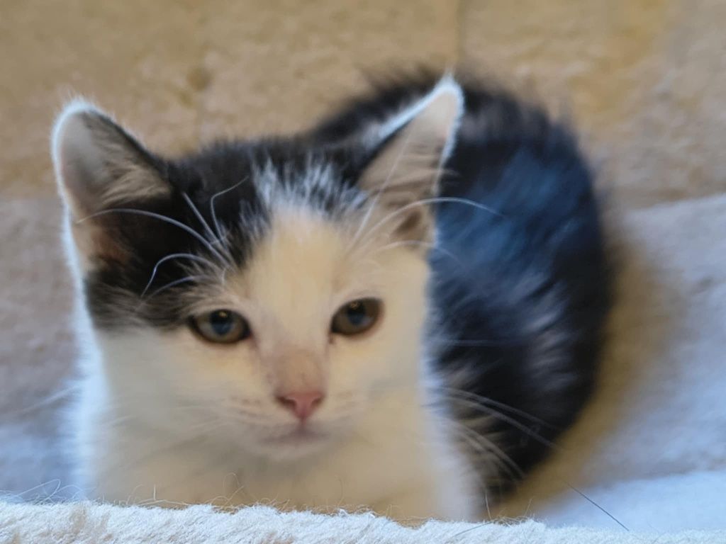Małe kotki po długowłosej matce DO ADOPCJI