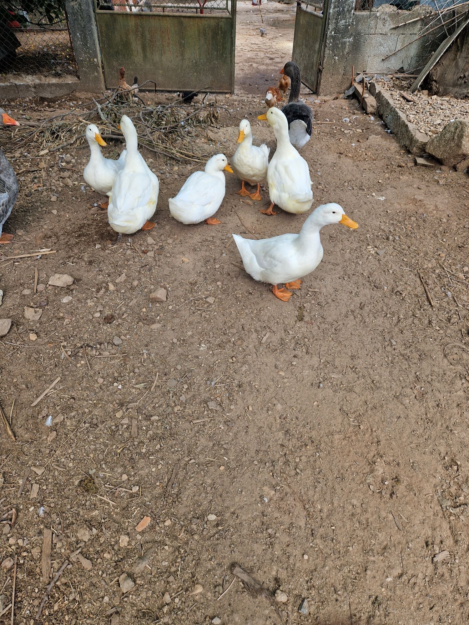 Vendo patos criados
