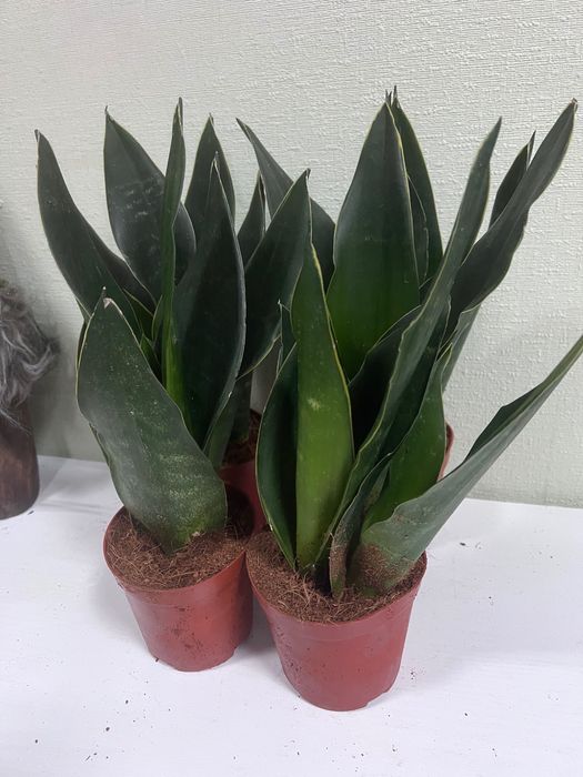 Сансивієрія Блек діамант