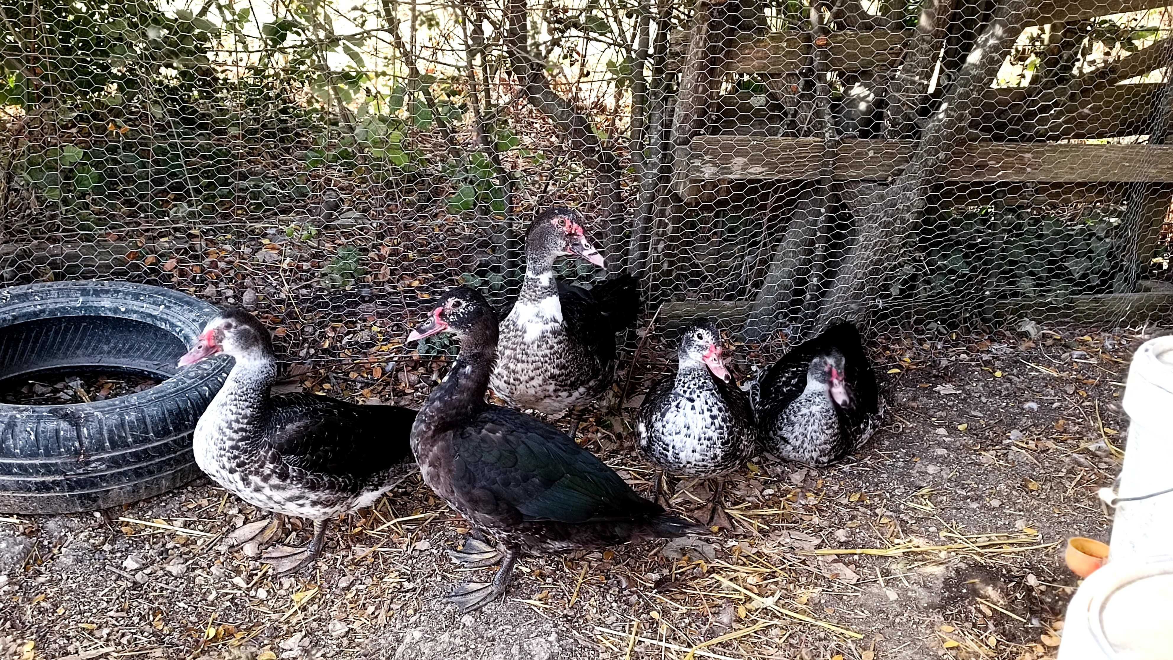 Patos criados na quinta