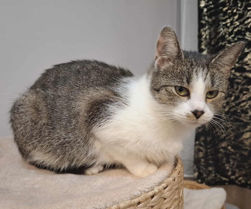 Kotka Lili szuka domu