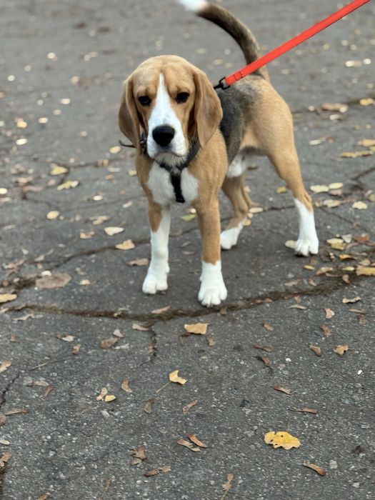 Бигль ,мальчик, отдам в семью