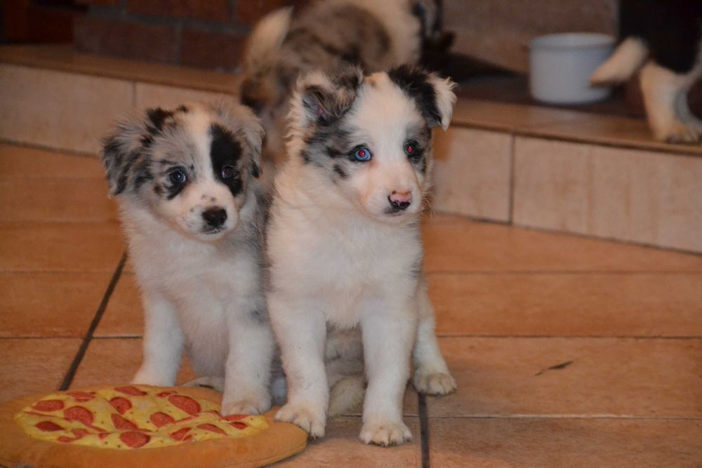 Border Collie piesek
