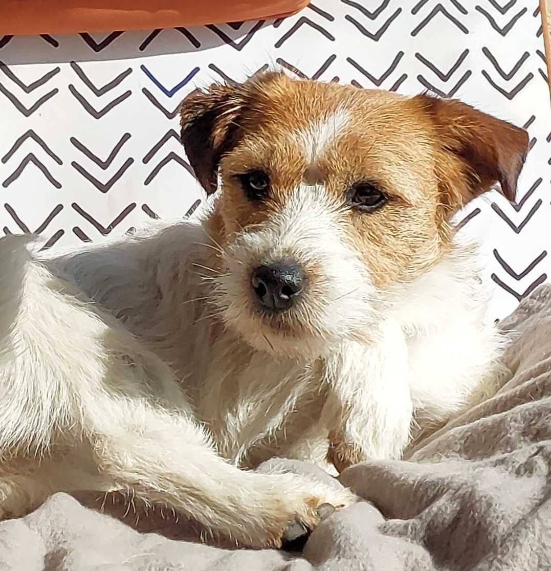 Jack Russell Terrier FCI ZKwP